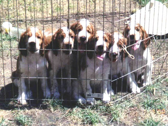 Fairwinds Puppies